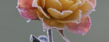 Размеренный ноябрь: выходные дни и памятные даты