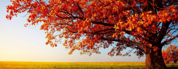 Расписание богослужений в храме Иоанна Богослова на неделю 