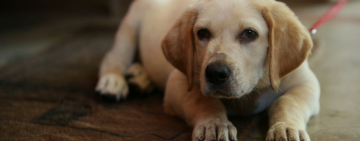 Определена точная формула пересчета возраста собак в человеческий