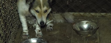 Травмований на Хмельниччині собака знайшов дім та господарів