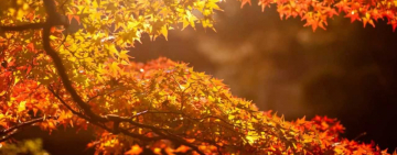 Расписание богослужений на неделю (25.11-01.12)