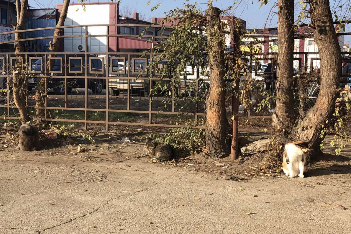 Холод, голод, равнодушие: зоозащитники призывают помогать бездомным животным в зимнюю пору