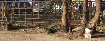 Холод, голод, равнодушие: зоозащитники призывают помогать бездомным животным в зимнюю пору