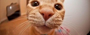 7 дней до Нового года: "КОГДА СНЕГА НЕТ СОВСЕМ...": креатив и чувство юмора