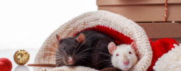 Восточный гороскоп на 2020 год