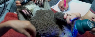 Пожежа в Австралії: кількість загиблих тварин перевалила за мільярд