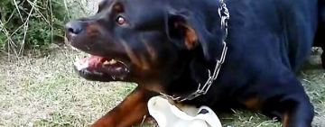 В Одессе домашний ротвейлер  на улице чуть не загрыз хозяйку. Женщину спасли, собаку застрелили.