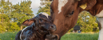 За разведение коров фермерам планируют платить по 5000 гривен за одно животное