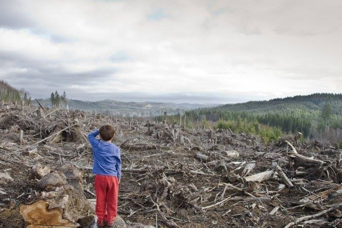  НЕЗАКОННА ВИРУБКА ЛІСУ: ОБСЯГИ ЗРОСЛИ МАЙЖЕ В СІМ РАЗІВ 