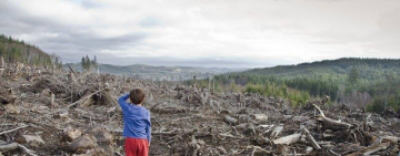  НЕЗАКОННА ВИРУБКА ЛІСУ: ОБСЯГИ ЗРОСЛИ МАЙЖЕ В СІМ РАЗІВ 