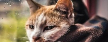 Заморозки, дождь и мокрый снег. Прогноз погоды на выходные