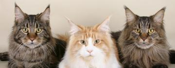 "Зверский" дефицит в Нью-Йорке: и речь не о гречке или туалетной бумаге. Из приютов разобрали котов и собак