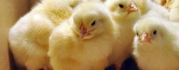 Автомагазини, кредитні установи і навіть продаж молодняка свійської птиці: уряд розширив перелік дозволених видів господарської діяльності під час карантину