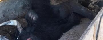 В Измаильском и Килийском районах воруют крупный рогатый скот