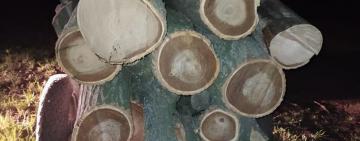  Арцизькі поліцейські викрили нічних «лісорубів»