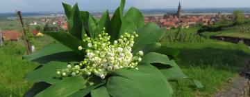 Астропрогноз на май-2020 для каждого знака Зодиака