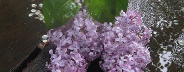 Спасут ли дожди оставшиеся 60% урожая в Тарутинском районе?