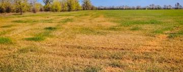 Аграриев Килийского района просят срочно предоставить РГА пакет документов, необходимых для возмещения убытков в связи с неурожаем озимых