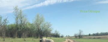 ФОТО ДНЯ: необычный пешеход замечен по пути к Мирнопольскому водоёму