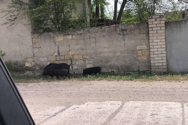 Удивительные кабанчики совершают променад по Арцизу!