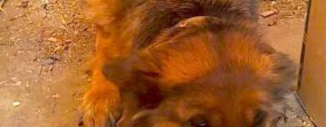 Когда слов нет... В Измаиле за долги хозяина на аукционе продали овчарку