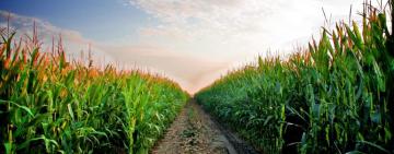 ФЕРМЕР И КОНКУРЕНТЫ. БИЗНЕС-ПРИТЧА