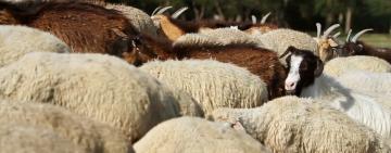 Наша Бессарабия. Звуки, почти запахи....