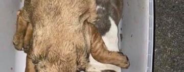 Во время перелета в Торонто погибли 38 щенков: полиция открыла уголовное производство