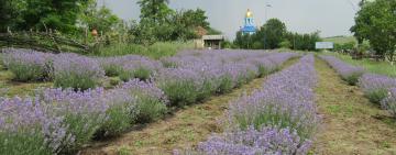 Одесчина: место, где лечишь душу...