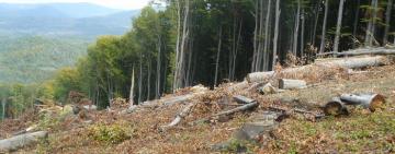 Лысые горы и наводнения: как Украина "зарабатывает" на стульчиках IKEA