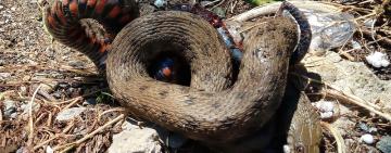 Внимание. Змеи в Арцизе.