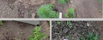 В горшочках на приусадебном участке: жителя Тарутинского района разоблачили в выращивании конопли