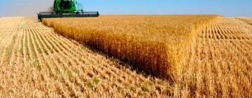 В Болградском районе завершена уборка ранних зерновых и зернобобовых культур