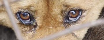 В Килии неизвестные отравили собак и маленького котенка