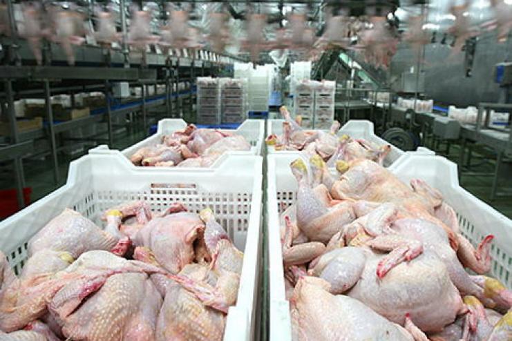 В мясе кур польского производства обнаружена сальмонелла - Одесская Госпродпотребслужба