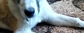 В Килии вернуть потерявшегося любимца семьи помог … телефон