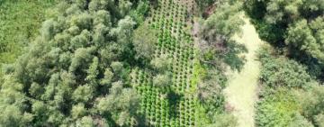 Плантацію коноплі на 40 млн гривень виявлено в Ренійському районі