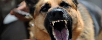 В Одесской области собака покусала 6-летнего ребёнка