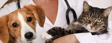 В Арцизі нагородили представників ветеринарної медицини з нагоди професійного свята