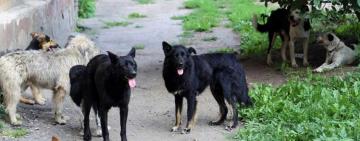 "Собачья" стая Арциза, или берегись ночного лая!