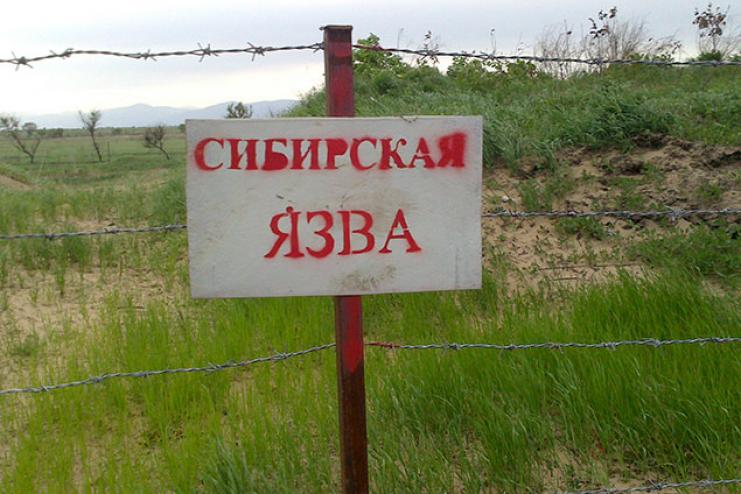 Житель Саратского района госпитализирован с подозрением на сибирскую язву: туши поставляли из Тарутинского района