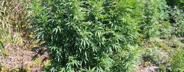 Вблизи Вилково пограничники обнаружили плантацию с коноплей (видео)