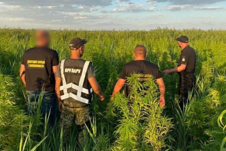 РЕНІ: виявлено насадження конопель загальною площею півтори тисячі квадратних метрів (ФОТО, ВІДЕО)