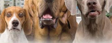 Украинцев обяжут платить за домашних любимцев?