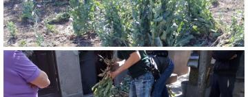 Пенсионерка из Аккермана заплатит штраф за выращивание наркосодержащих растений