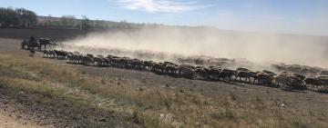 ВІВЧАРСТВО: ЖИТТЯ ЧИ СМЕРТЬ?