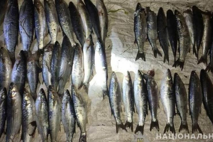 В "Тузловских лиманах" браконьер выловил кефали на 27 000 гривен