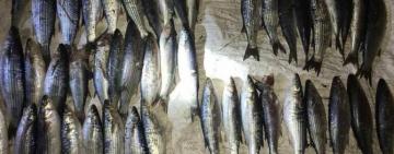 В "Тузловских лиманах" браконьер выловил кефали на 27 000 гривен