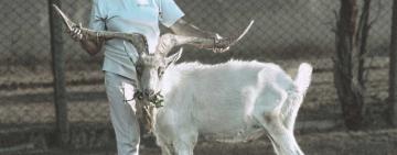 Рогатый рекордсмен: козел из Измаильского района попал в Книгу рекордов Украины