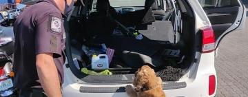 Более двухсот боевых патронов обнаружили пограничники во внедорожнике из США